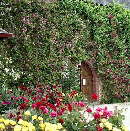 Eltville am Rhein: Eingang zur Rosengarten im Burggraben